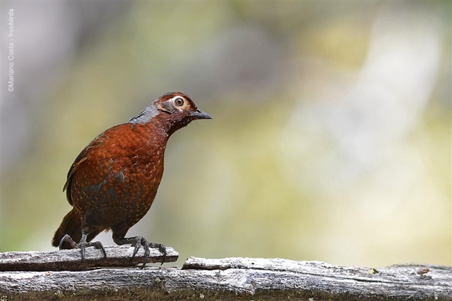 Image title Image description